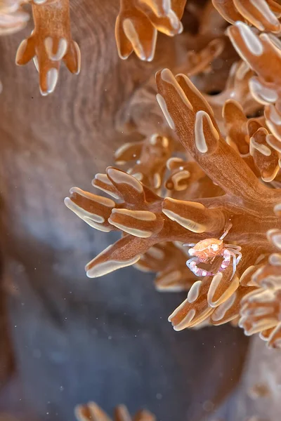 美丽的瓷蟹守护着它的巢穴 — 图库照片