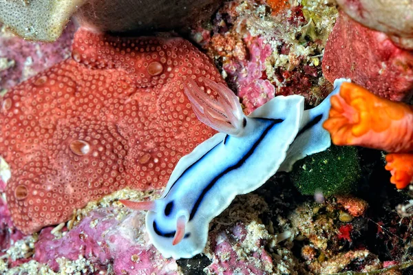 Ein Bild Von Einigen Schönen Und Farbigen Nacktschnecken — Stockfoto