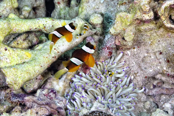 Una Foto Bellissimo Anemone Pesce Pagliaccio — Foto Stock