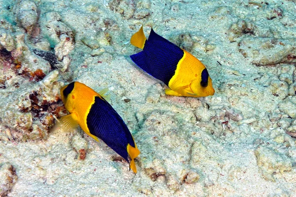 Picture Beautiful Couple Bicolor Angelfish — Stock Photo, Image