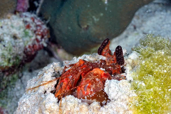 Camarão Mantis Gigante Marrom Seu Covil — Fotografia de Stock