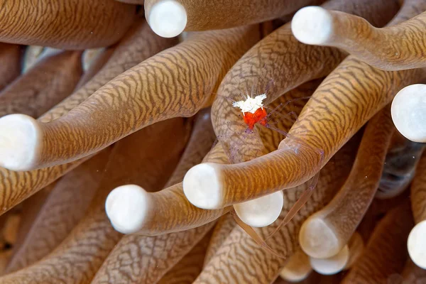 Uma Foto Camarão Fantasma Coral Cogumelos — Fotografia de Stock