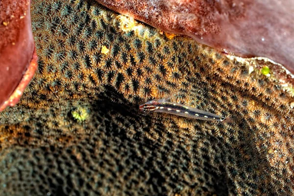 Picture Sebree Pygmy Goby Coral — Stock Photo, Image