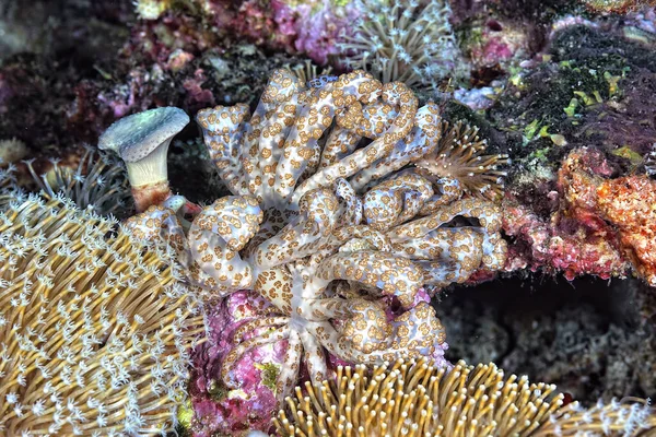 Una Foto Algunas Hermosas Coloridas Nudibranquias —  Fotos de Stock