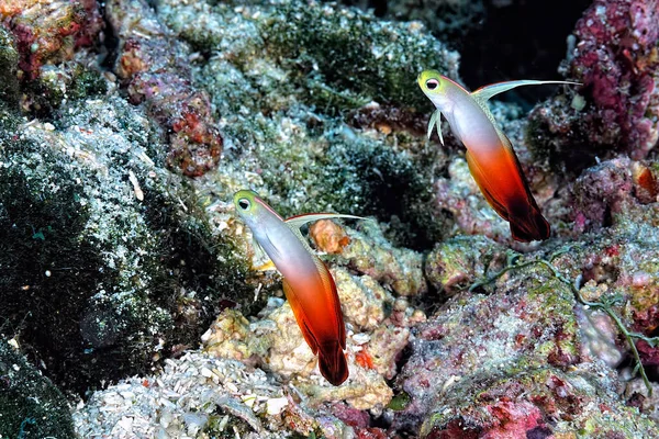 Picture Beautiful Red Fire Goby — Stock Photo, Image