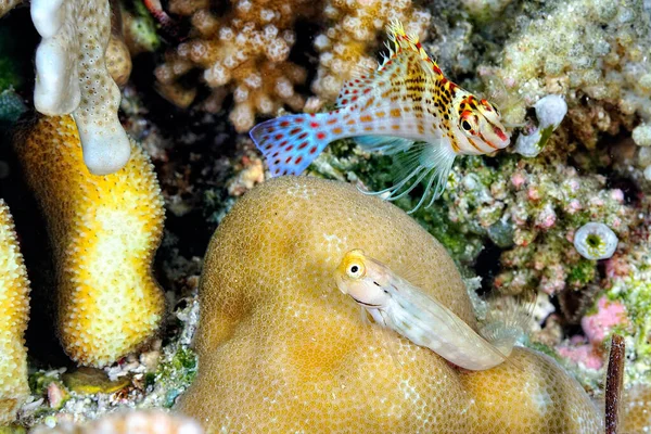 Una Foto Pesce Falco Sul Corallo — Foto Stock