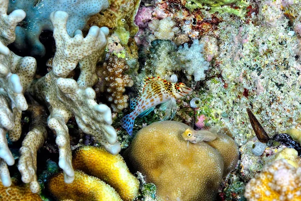 Una Foto Pez Halcón Coral —  Fotos de Stock