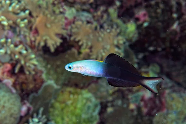 Picture Beautiful Arrow Goby Coral — Stock Photo, Image