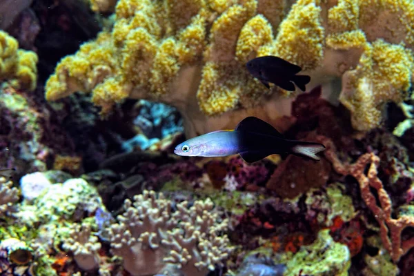 Una Foto Hermoso Gobio Flecha Cerca Del Coral —  Fotos de Stock