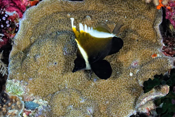 Picture Beautiful Humphead Bannerfish Sponge — Stock Photo, Image