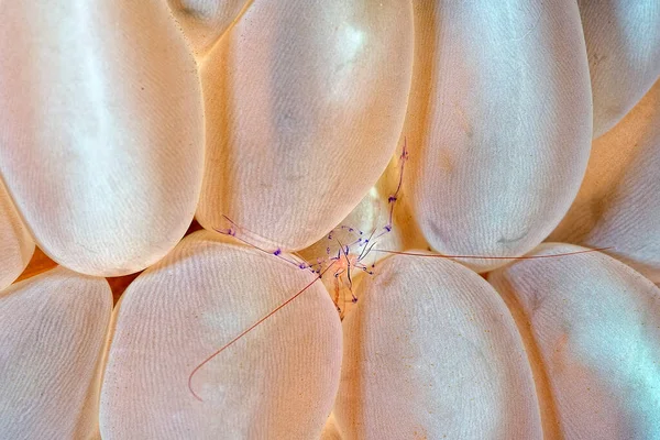 A transparent Bubble coral shrimp in a bubble coral