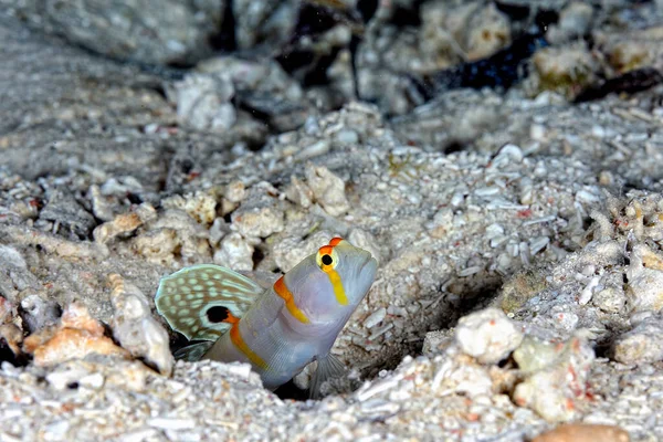 Une Photo Gobie Crevettes Voilier Dans Sable — Photo