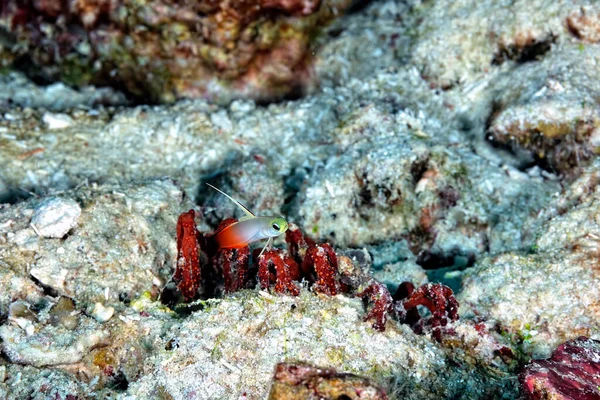 Una Foto Hermoso Gobio Fuego Rojo —  Fotos de Stock