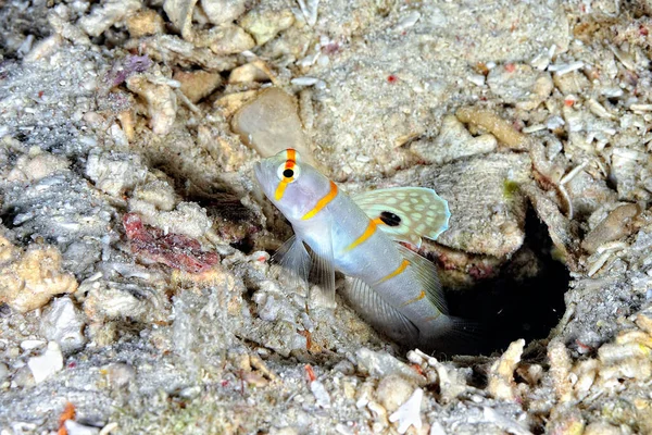 Picture Sailfin Shrimp Goby Sand — Stock Photo, Image