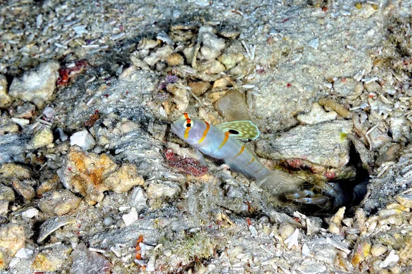Picture Sailfin Shrimp Goby Sand — Stock Photo, Image