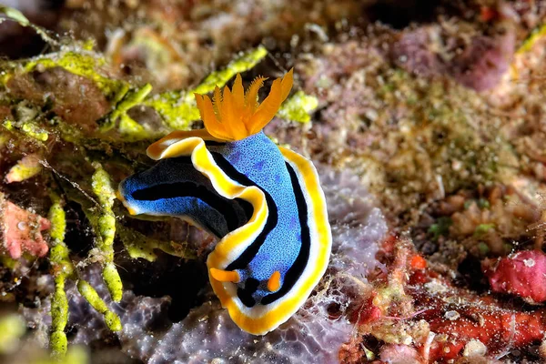 Uma Imagem Alguns Nudibranches Bonitos Coloridos — Fotografia de Stock