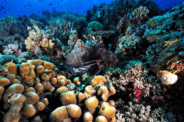 Mercan resifinde yüzen tehlikeli aslan balığının resmi.