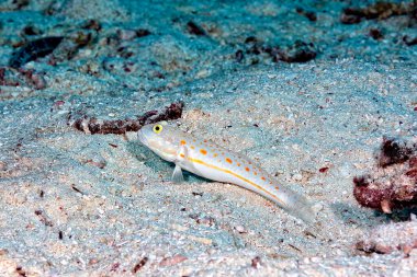Kumsalda uyuyan turuncu benekli bir resim.
