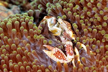 İnini koruyan güzel bir porselen yengeç resmi.