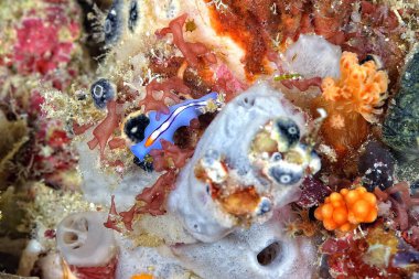 Renkli ve güzel dalların bir resmi.