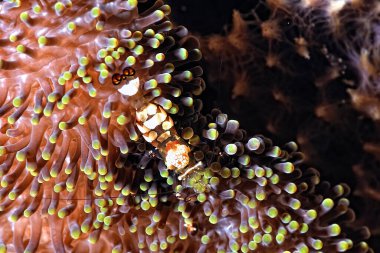 Güzel ve şeffaf bir karides resmi.