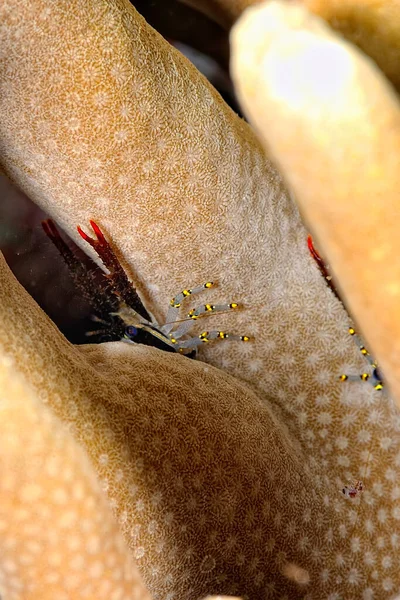 Una Foto Una Hermosa Langosta Cuclillas Coral —  Fotos de Stock