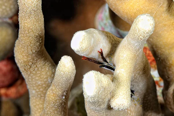 Uma Imagem Uma Bela Lagosta Agachada Coral — Fotografia de Stock