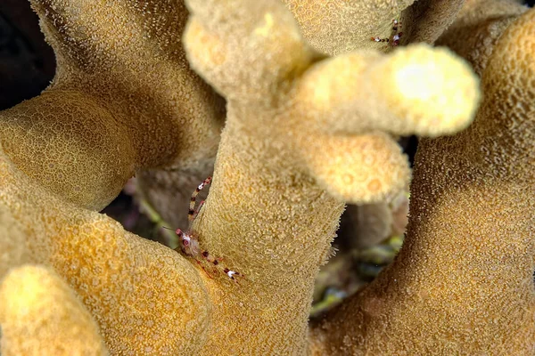 Una Foto Una Hermosa Langosta Cuclillas Coral — Foto de Stock