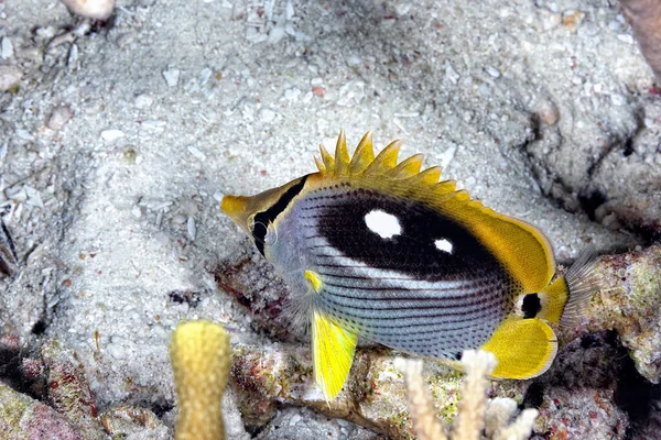 Una Foto Bellissimo Pesce Farfalla Quattro Punti Una Barriera Corallina — Foto Stock