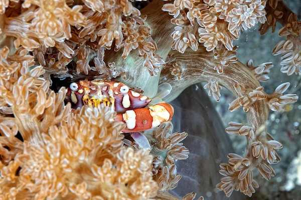 Picture Beautiful Porcelain Crab Defending Its Lair — Stock Photo, Image