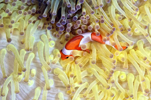 一个美丽的海葵和它的小丑鱼的图片 — 图库照片