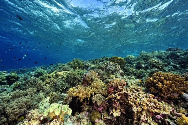 Beautiful Picture Healty Coral Reef — Stock Photo, Image