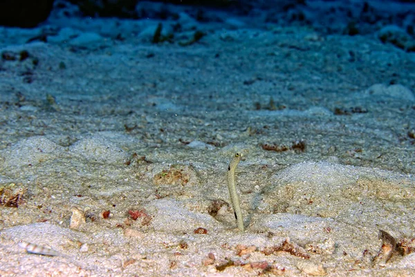 A curious spotted garden eel coming out of its lair