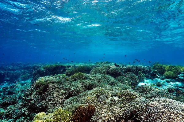 Beautiful Picture Healty Coral Reef — Stock Photo, Image