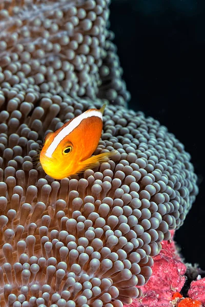 Egy Kép Egy Gyönyörű Anemone Ról Bohóchal — Stock Fotó