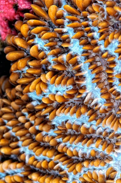 Una Hermosa Imagen Arrecife Coral Saludable —  Fotos de Stock