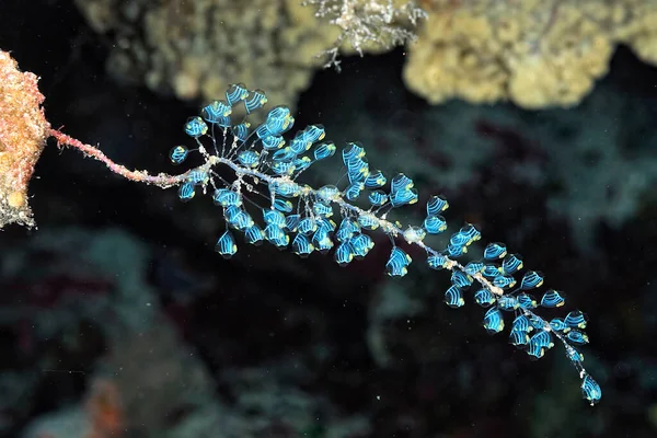 Una Foto Una Hermosa Ascidiana Arrecife Coral —  Fotos de Stock