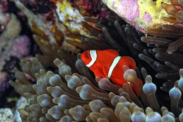 Una Foto Bellissimo Anemone Pesce Pagliaccio — Foto Stock