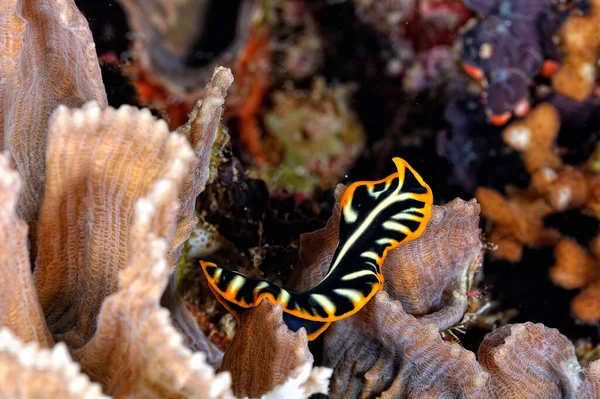 Uma Imagem Alguns Nudibranches Bonitos Coloridos — Fotografia de Stock