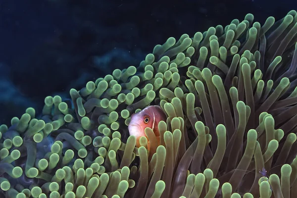 Una Foto Bellissimo Anemone Pesce Pagliaccio — Foto Stock