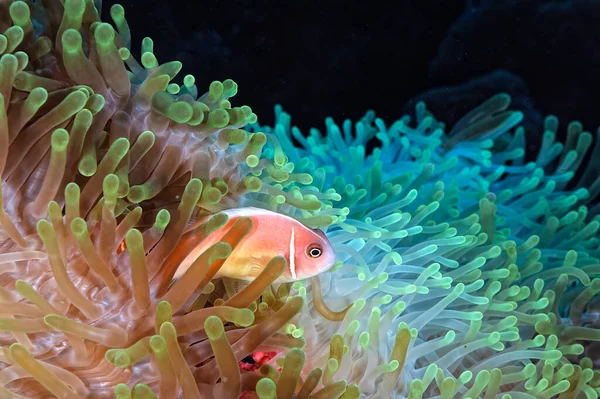 Una Foto Bellissimo Anemone Pesce Pagliaccio — Foto Stock