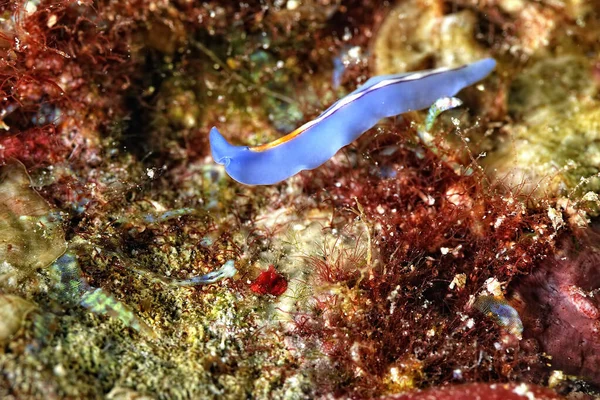 Una Foto Algunas Hermosas Coloridas Nudibranquias —  Fotos de Stock