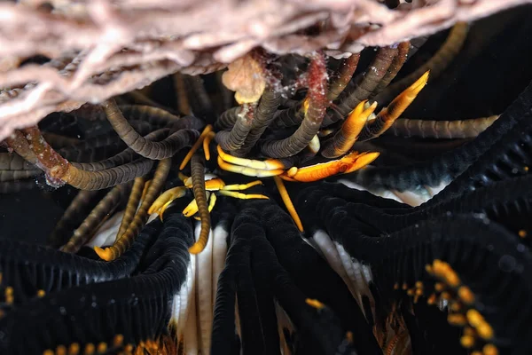 Uma Bela Imagem Uma Pequena Lagosta Crinoide Agachada — Fotografia de Stock