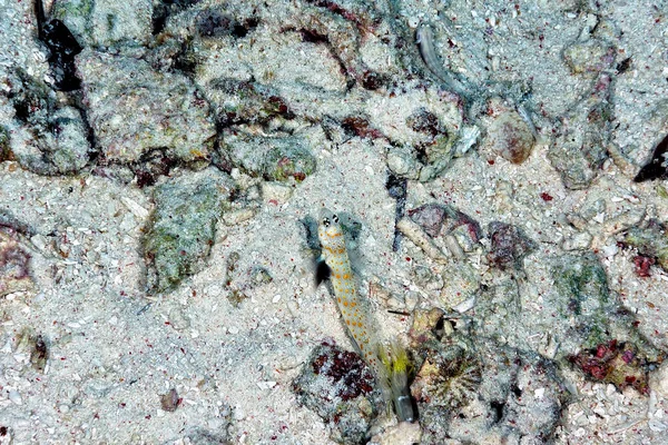 Een Schilderstuk Van Een Oranje Gevlekte Garnaal Goby Het Zand — Stockfoto