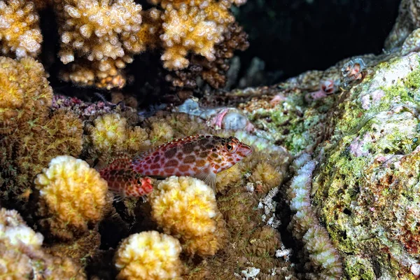 Uma Foto Peixe Falcão Coral — Fotografia de Stock