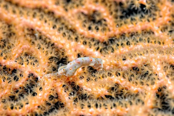 Petit Hippocampe Pygmée Caché Dans Corail — Photo