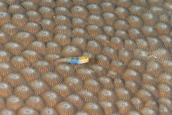 Una Bella Foto Piccolo Dente Pettine Blenny — Foto Stock