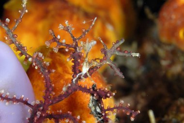 Mercanda garip bir yengeç resmi.