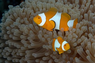 Güzel bir şakayık resmi ve palyaço balığı.