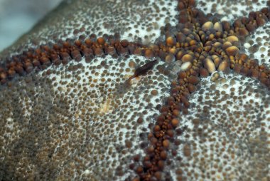 Güzel bir deniz yıldızı karidesi resmi.